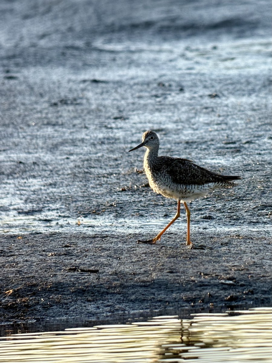 Greater Yellowlegs - ML640043312