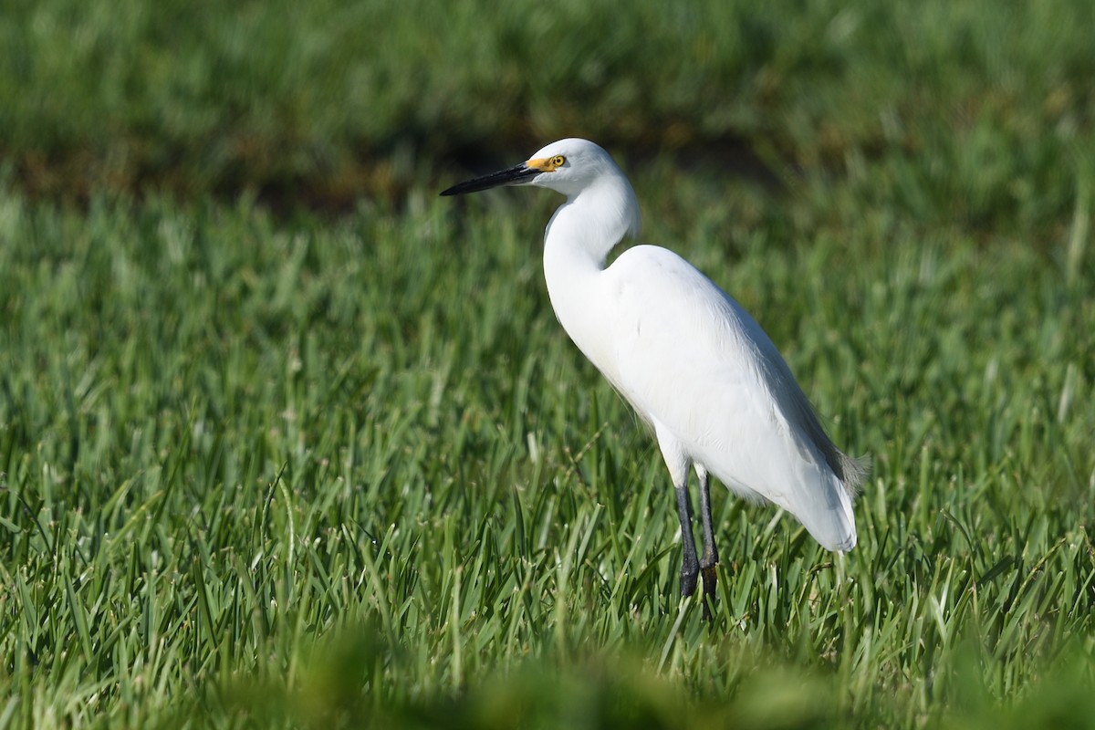Snowy Egret - ML640043322