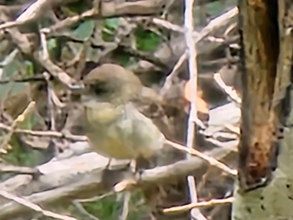 Western Flycatcher - ML640043362