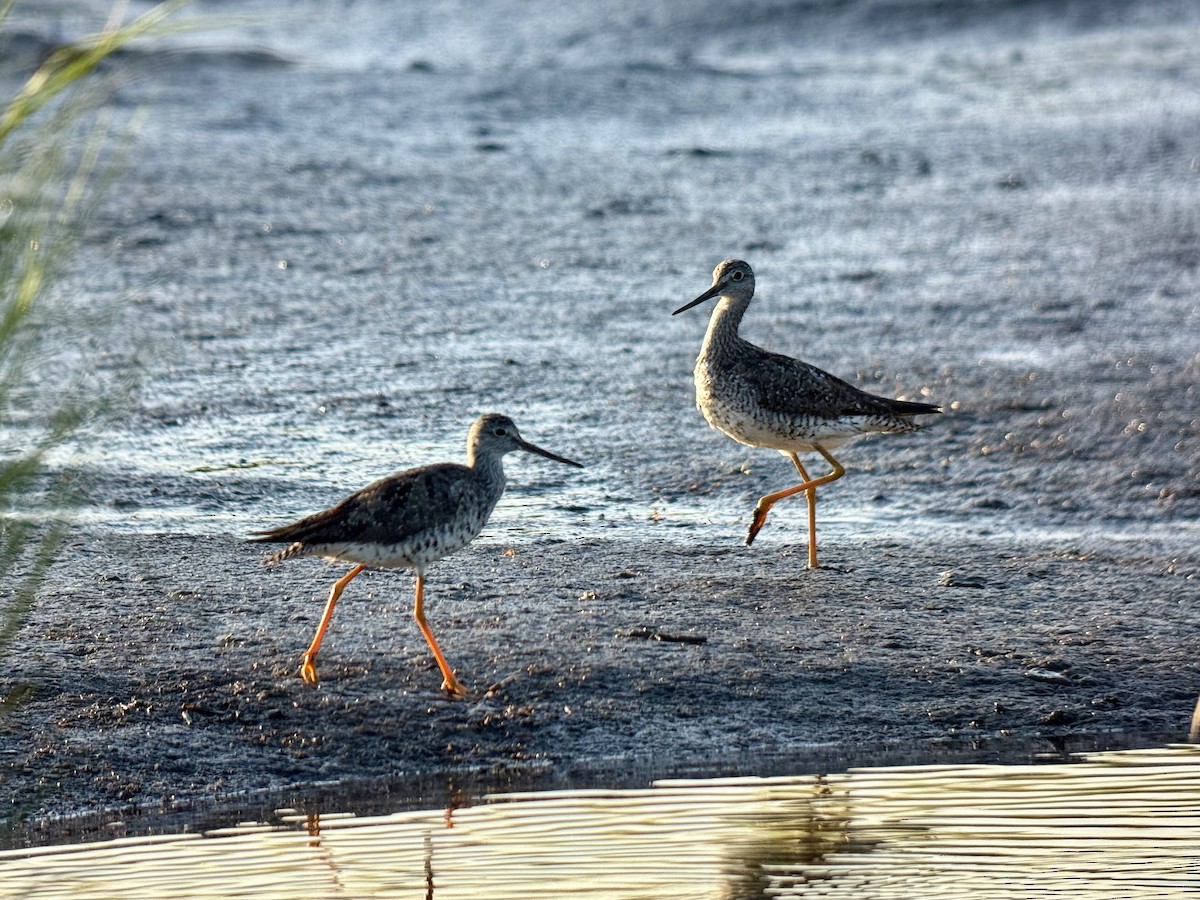 Greater Yellowlegs - ML640043385
