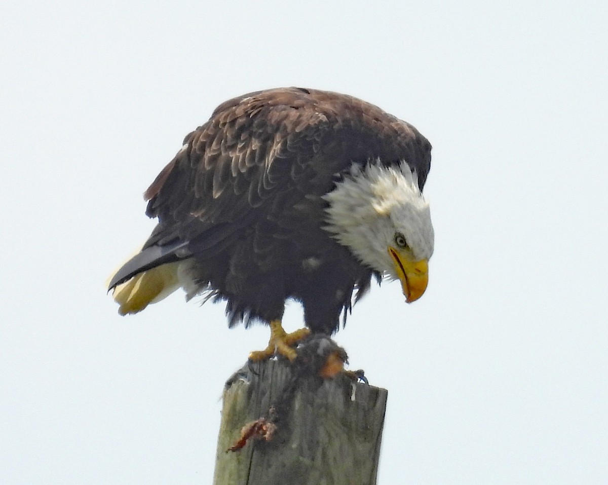 Bald Eagle - ML640043404
