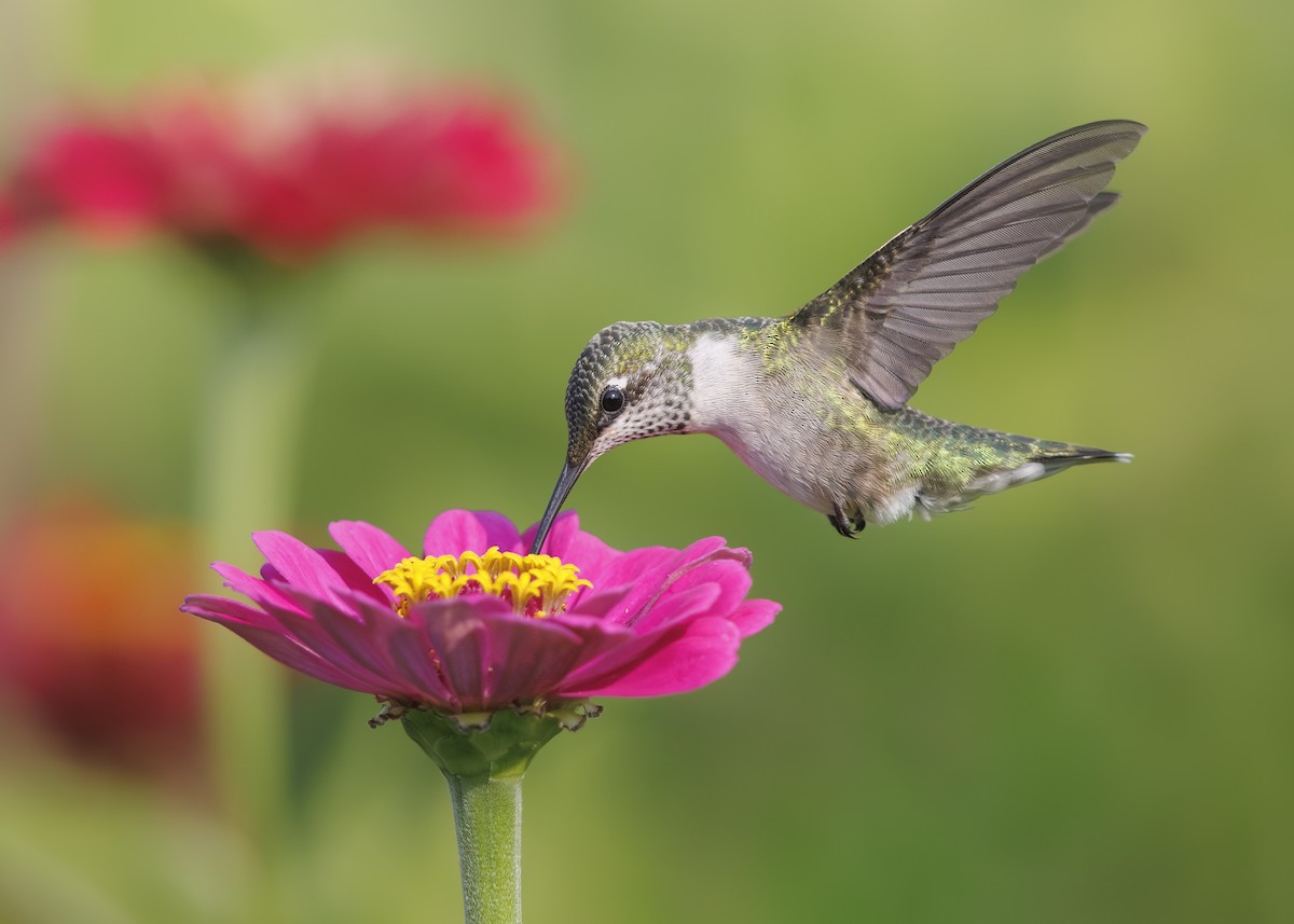 Ruby-throated Hummingbird - ML640043423