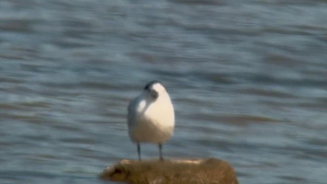Sandwich Tern - ML640043469