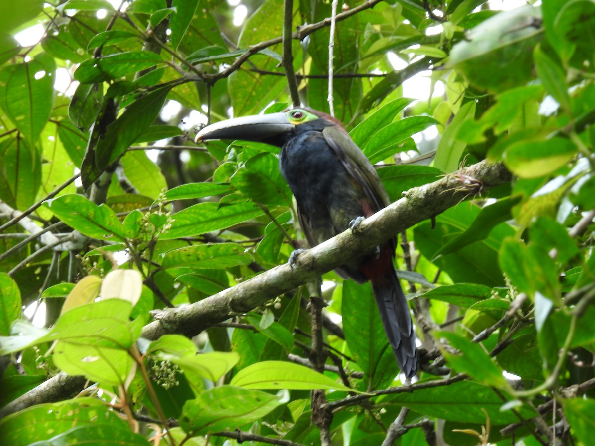 Yellow-eared Toucanet - ML640043502