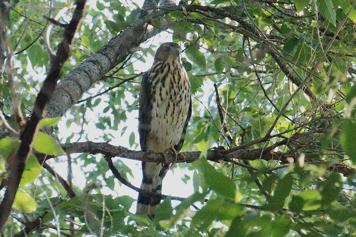 Cooper's Hawk - ML640043512