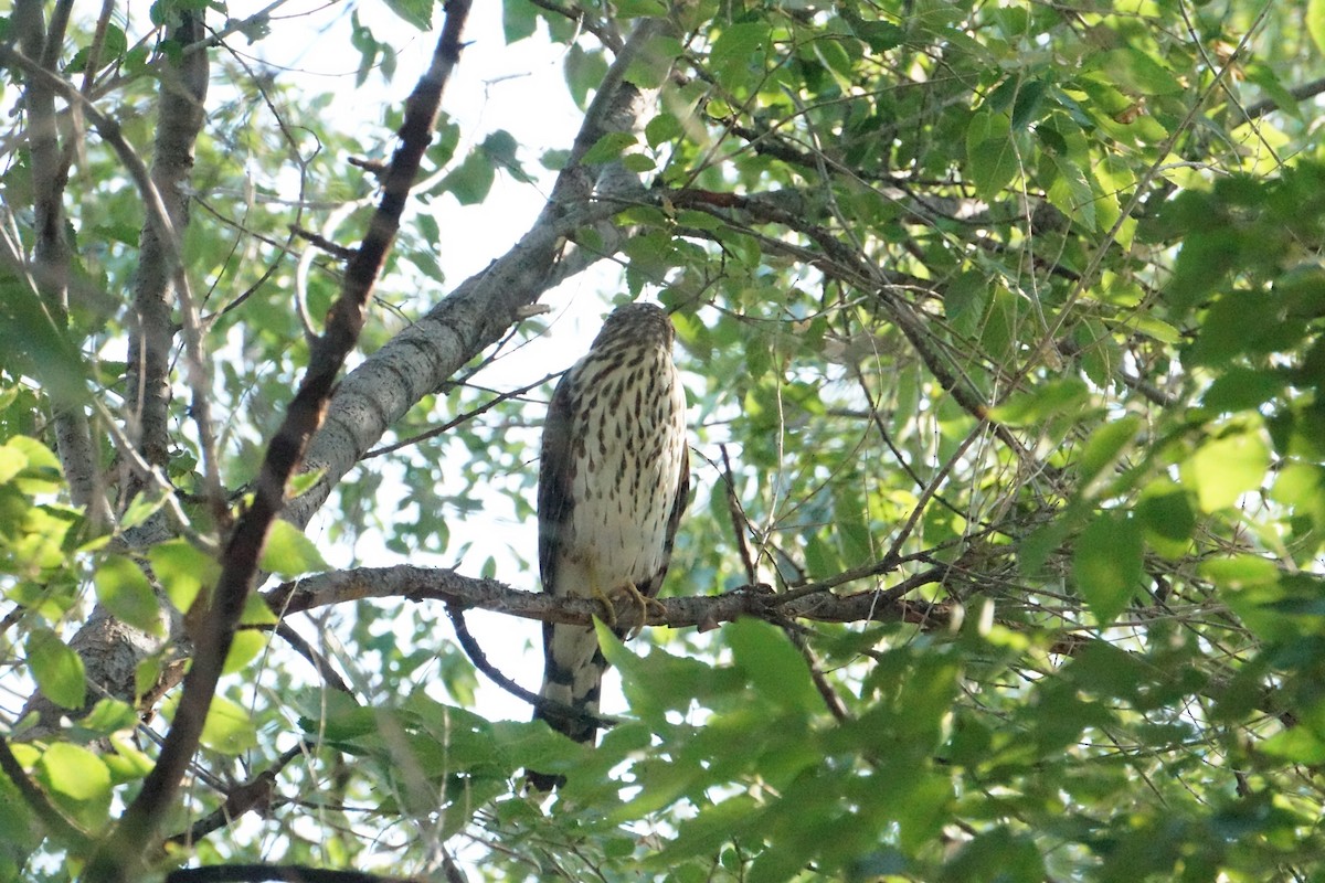 Cooper's Hawk - ML640043513