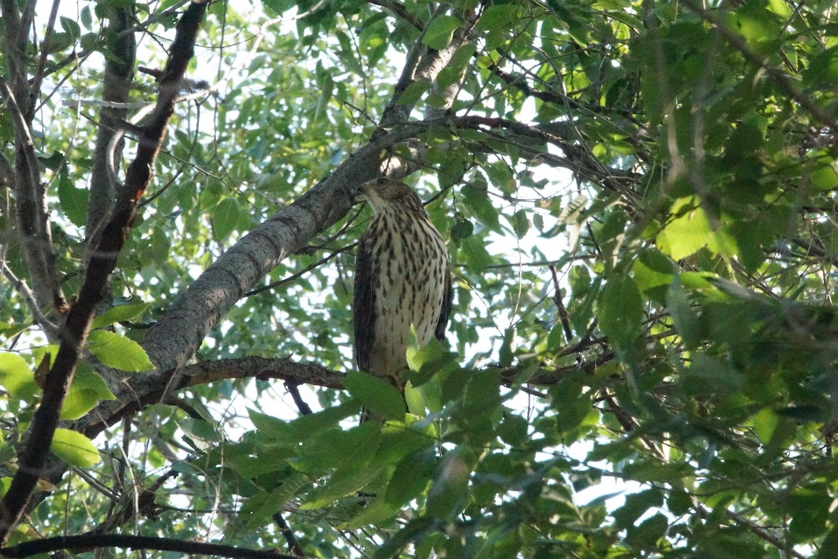 Cooper's Hawk - ML640043514