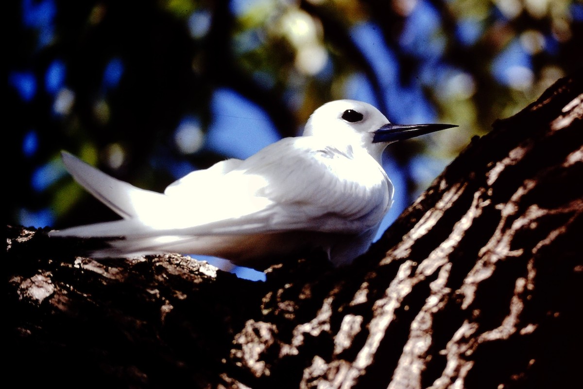 White Tern - ML640043531