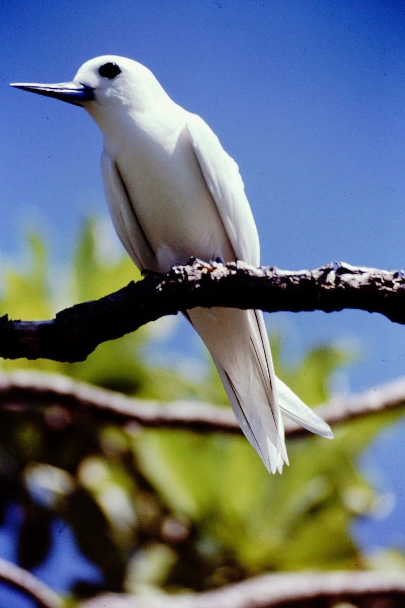 White Tern - ML640043575