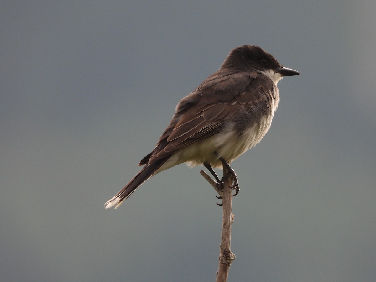 Eastern Kingbird - ML640043585