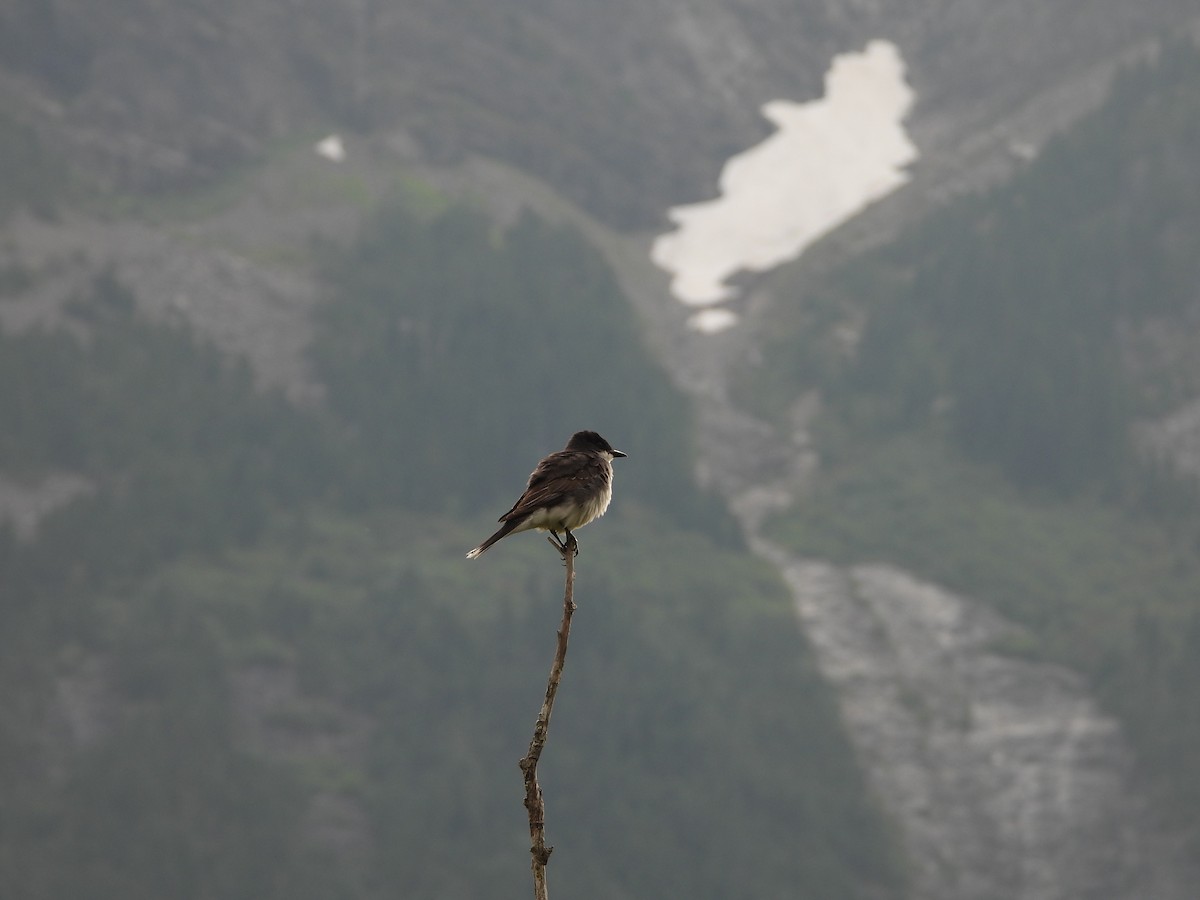 Eastern Kingbird - ML640043604