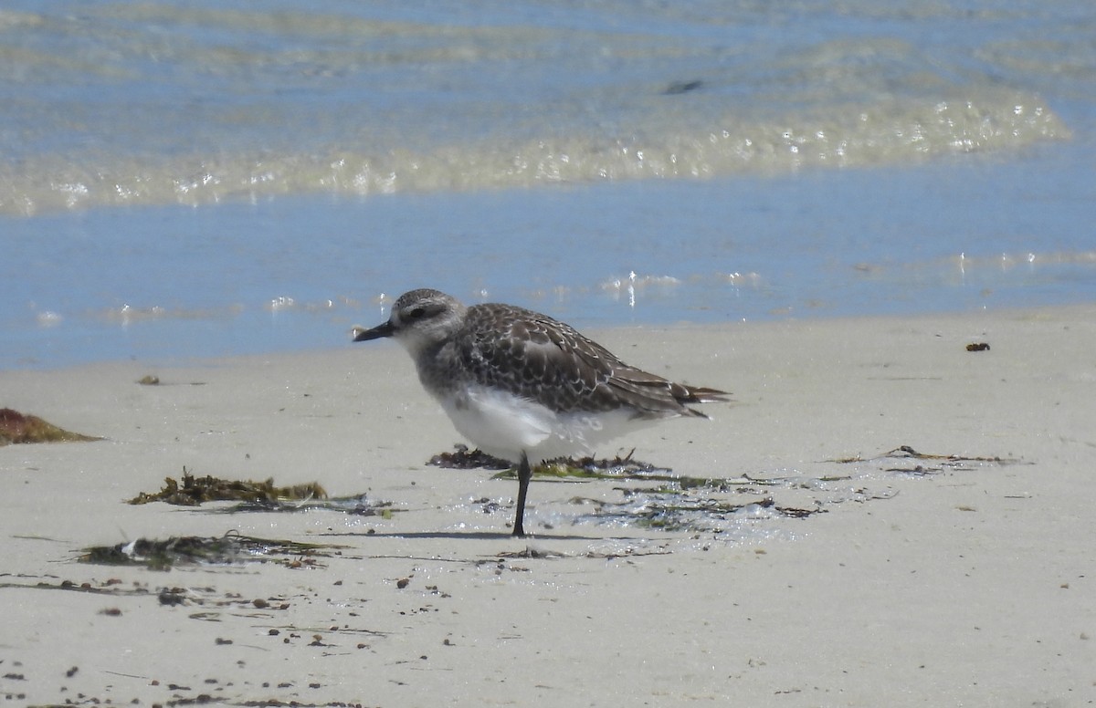Black-bellied Plover - ML640043634