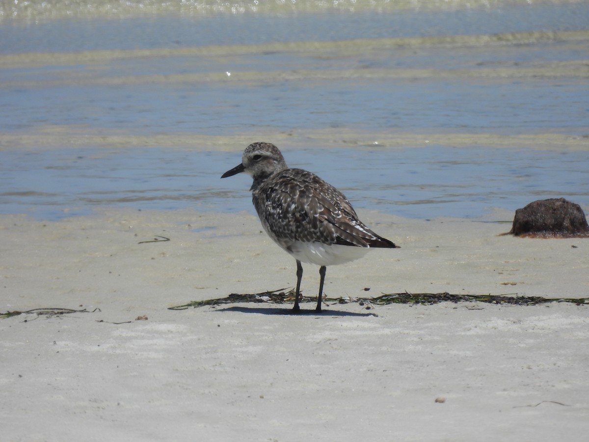 Black-bellied Plover - ML640043635