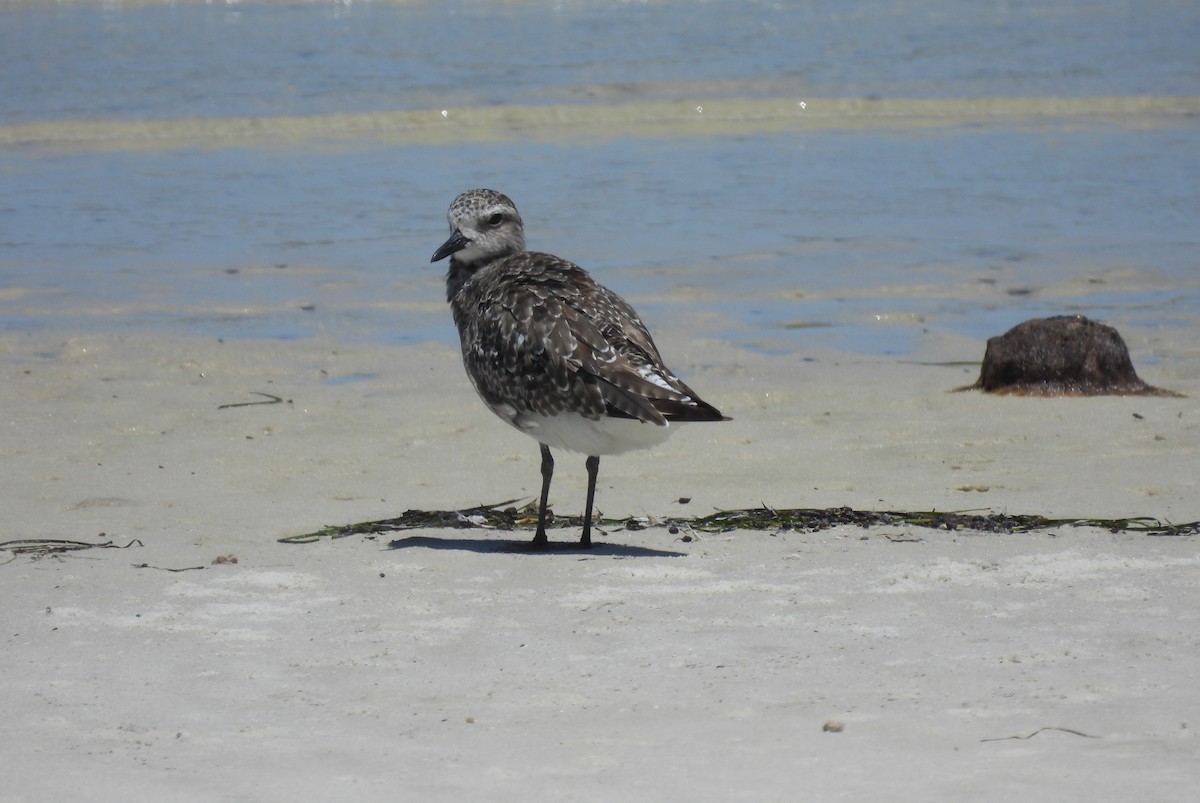 Black-bellied Plover - ML640043636