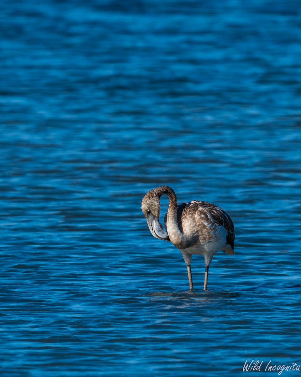 Greater Flamingo - ML640043653