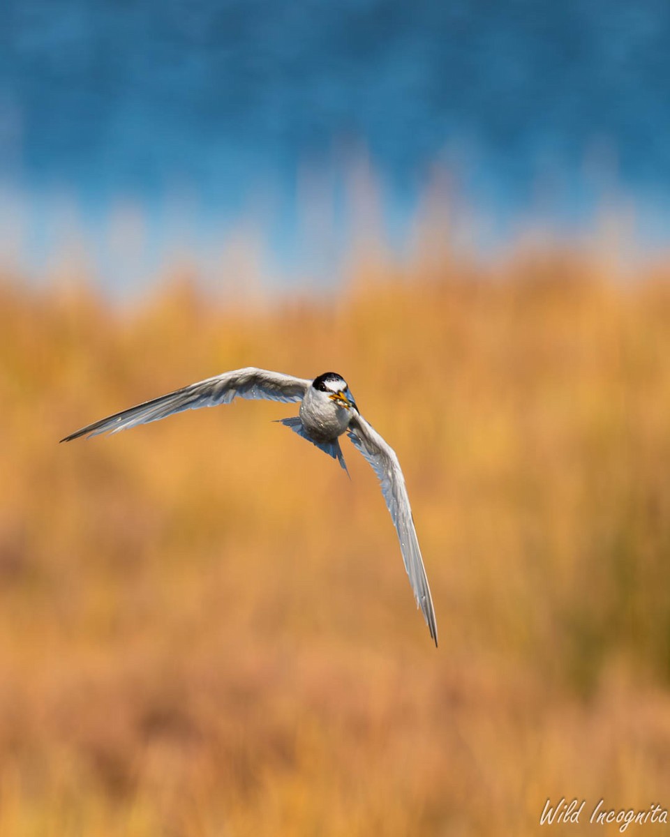 Little Tern - ML640043658