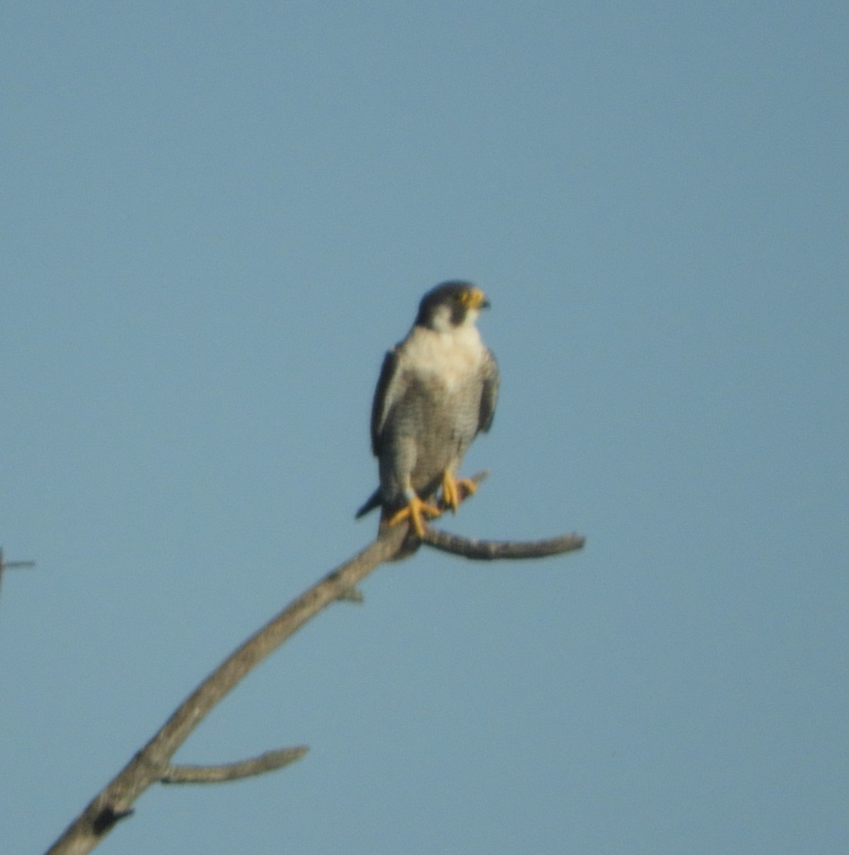 Peregrine Falcon - ML640043659