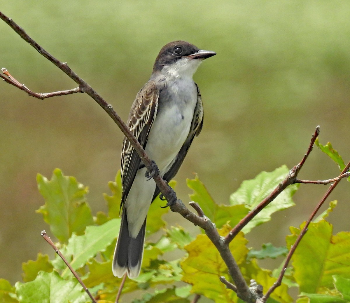 Eastern Kingbird - ML640043667