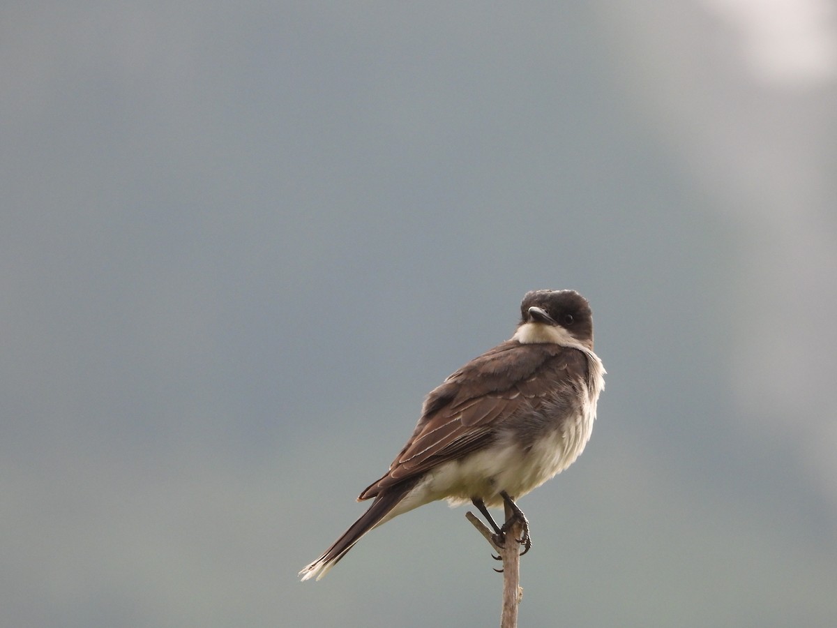 Eastern Kingbird - ML640043683
