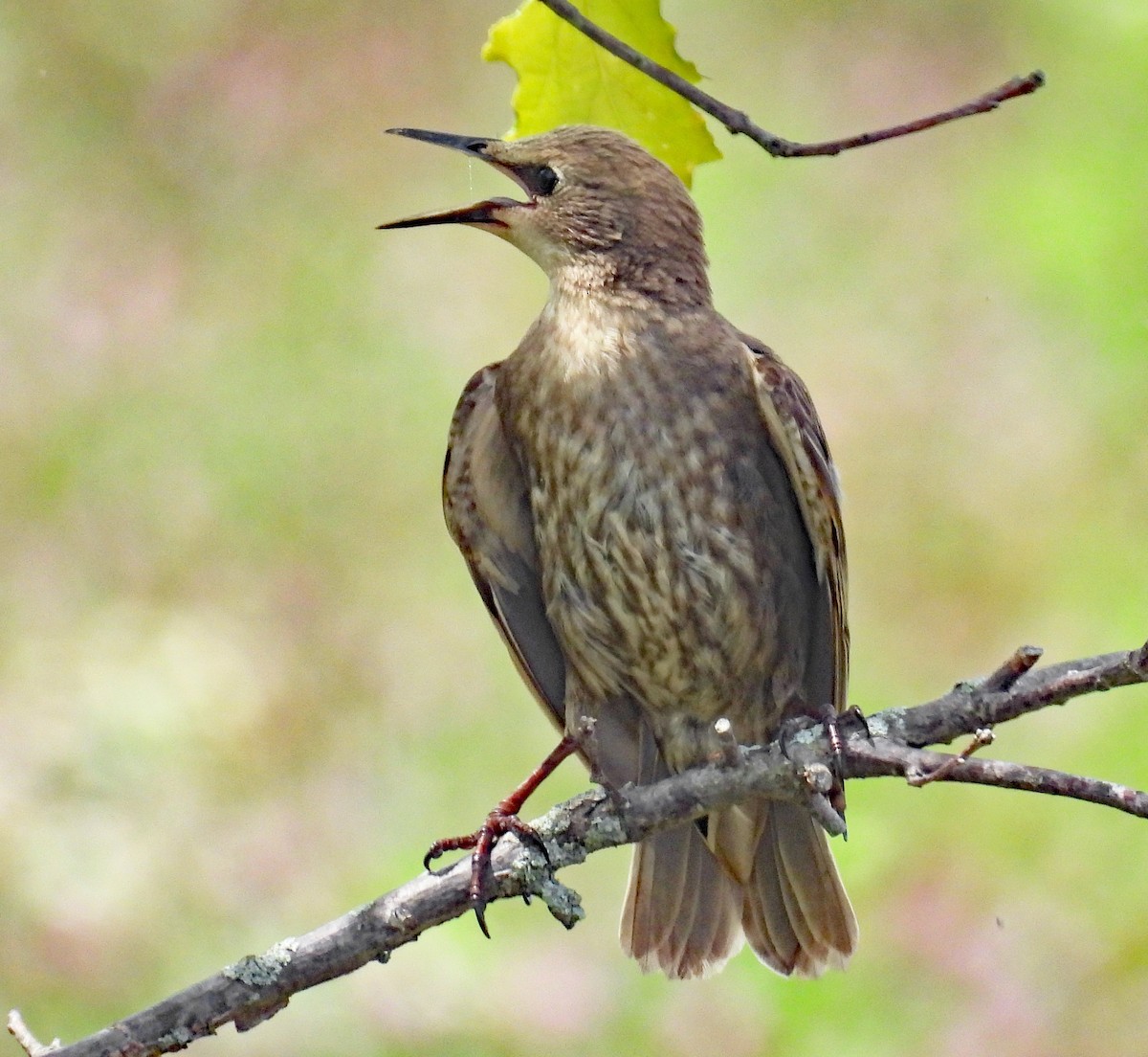 European Starling - ML640043686