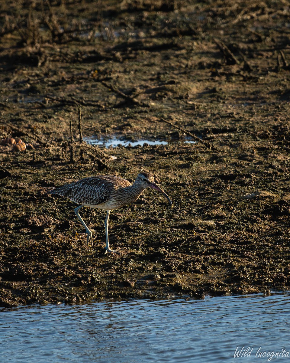 Eurasian Whimbrel - ML640043776