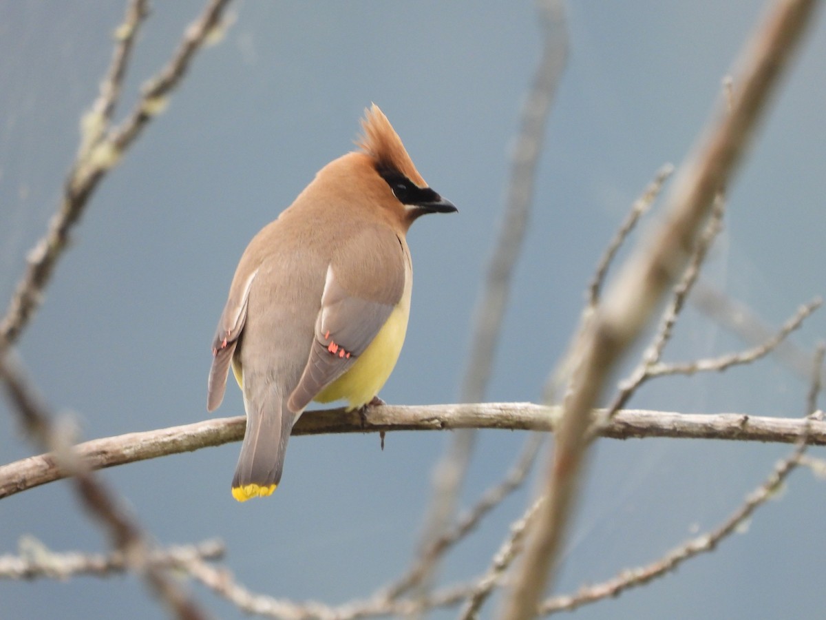 Cedar Waxwing - ML640043835