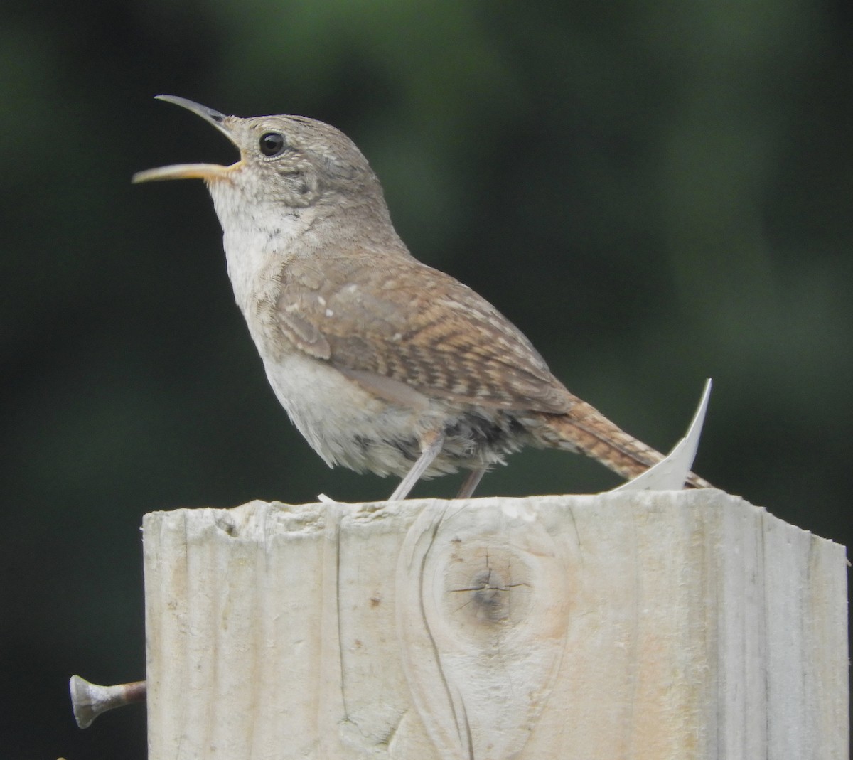 Northern House Wren - ML640043852