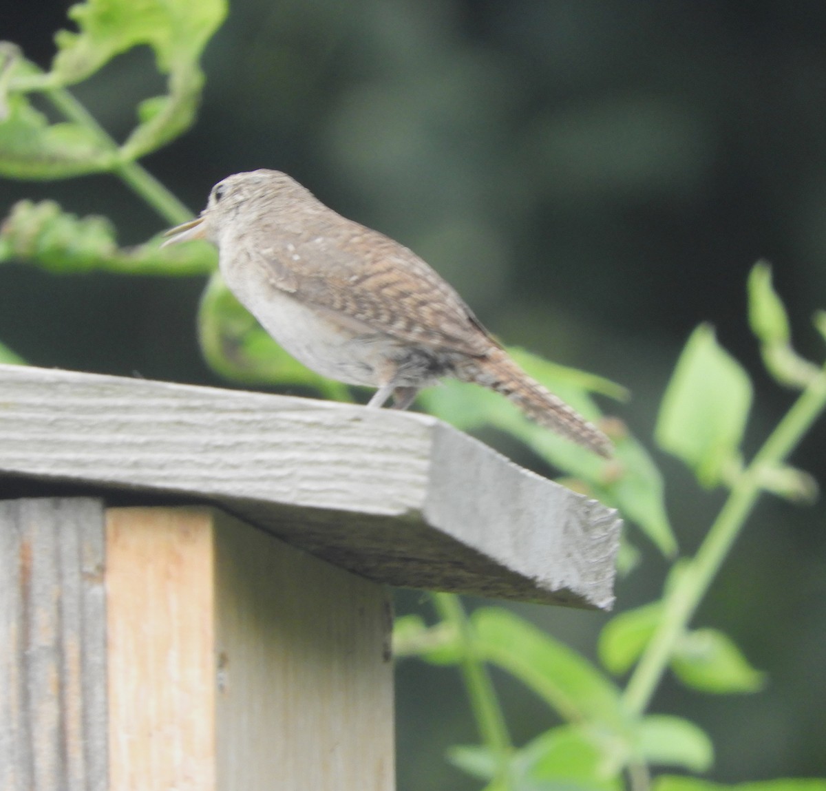 Northern House Wren - ML640043853