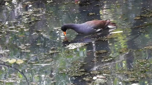 Common Gallinule - ML640043918