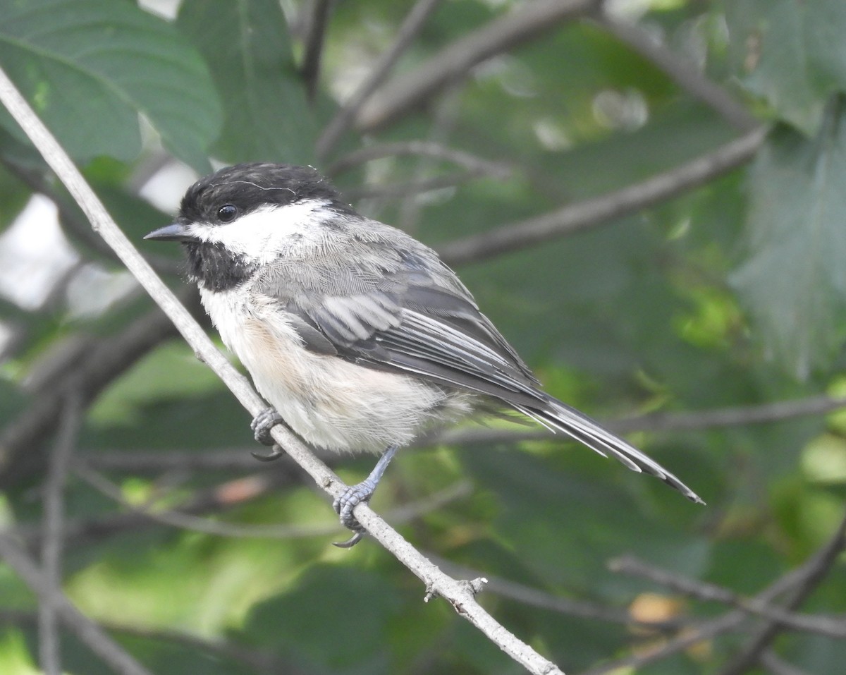 Black-capped Chickadee - ML640043958