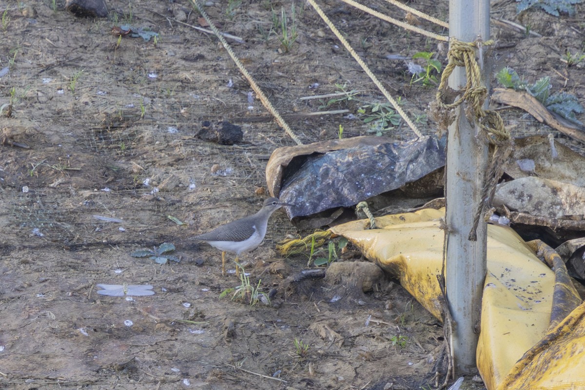Spotted Sandpiper - ML640043988