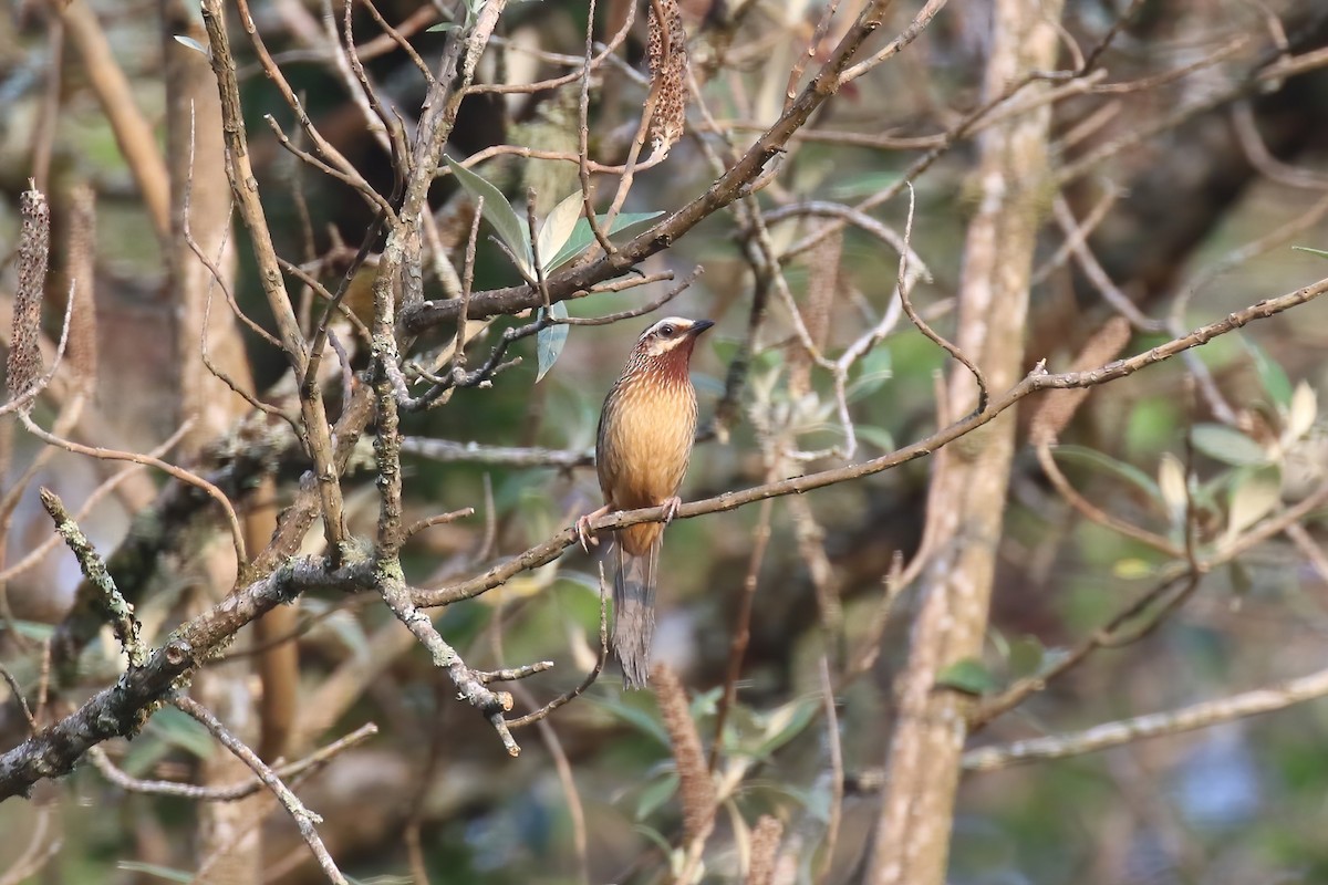 Striped Laughingthrush - ML640044031
