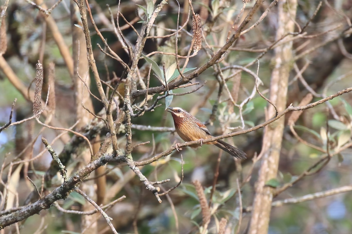 Striped Laughingthrush - ML640044036