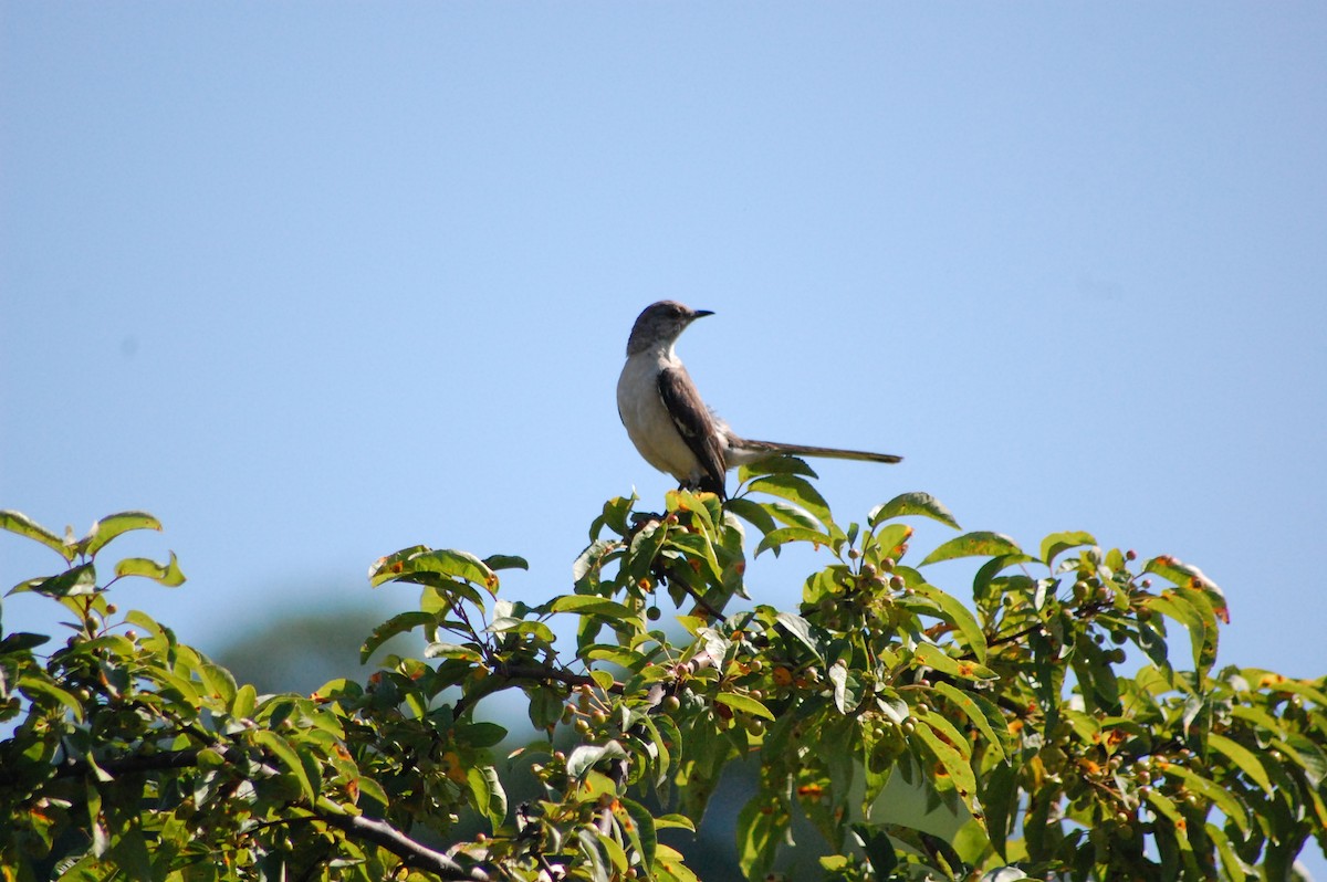 Northern Mockingbird - ML640044070