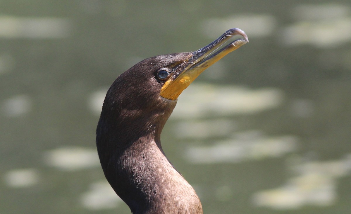 cormorant sp. - ML640044088