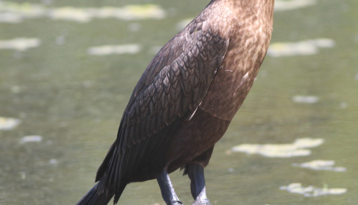 cormorant sp. - ML640044089