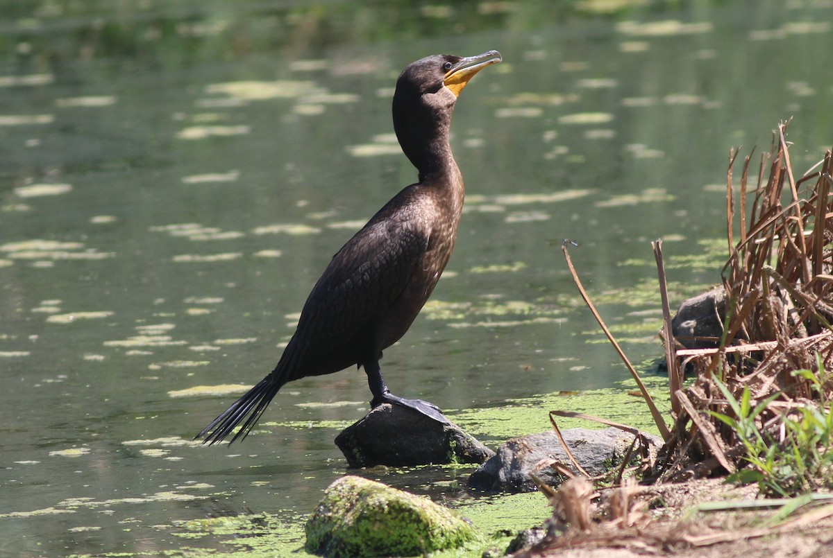 cormorant sp. - ML640044090