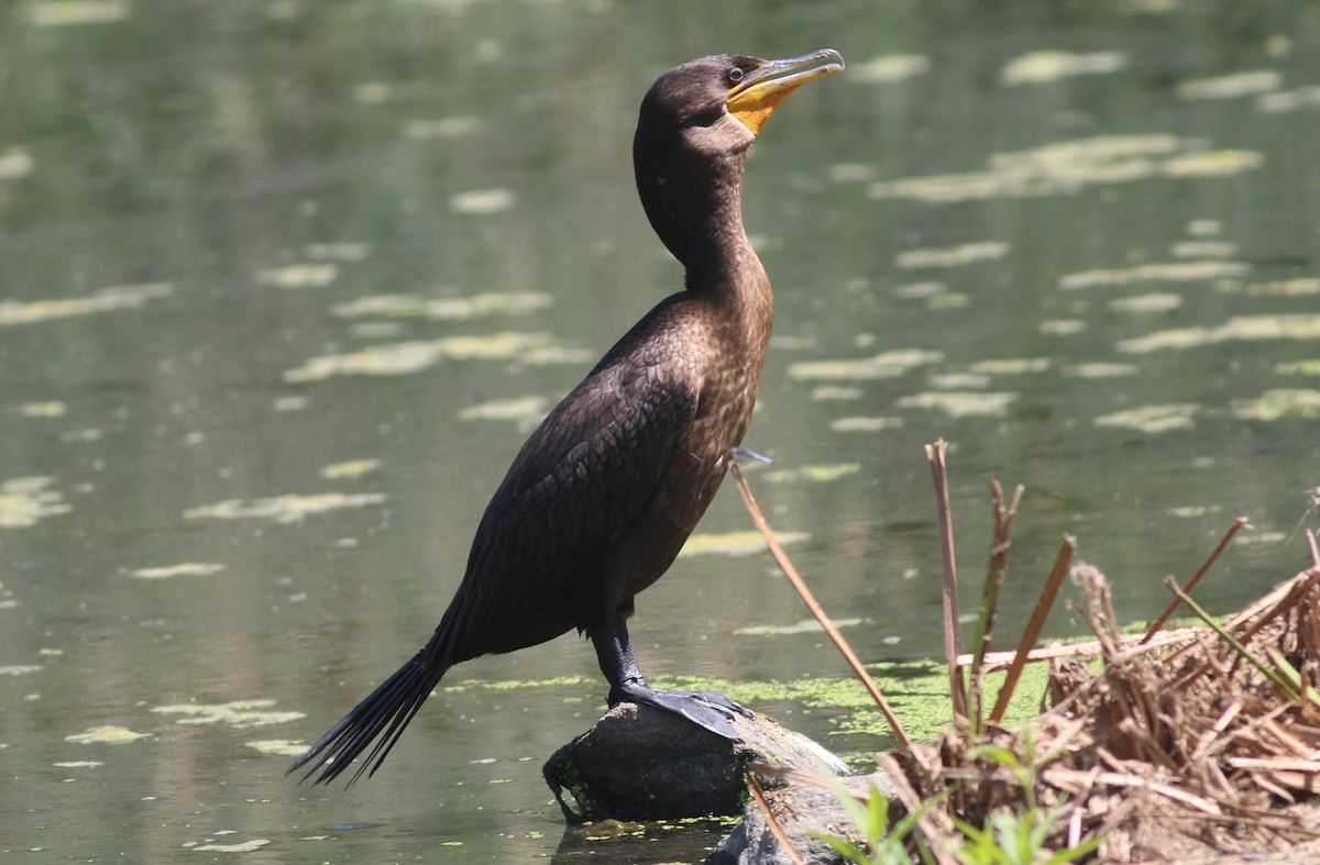 cormorant sp. - ML640044092