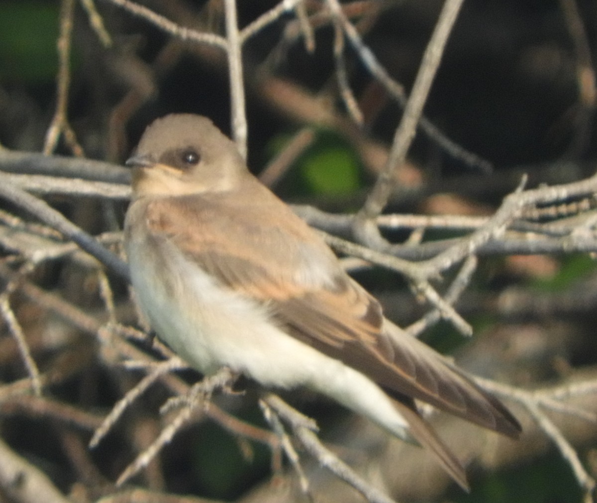 Northern Rough-winged Swallow - ML640044106