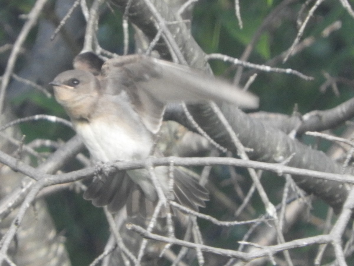 Northern Rough-winged Swallow - ML640044107