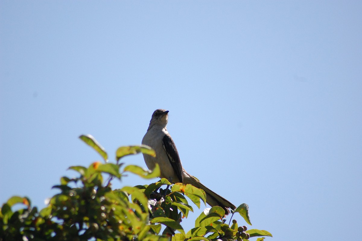 Northern Mockingbird - ML640044129