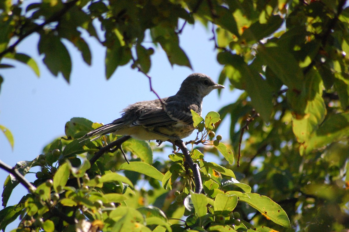 Northern Mockingbird - ML640044130