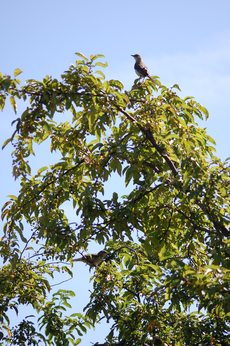 Northern Mockingbird - ML640044131