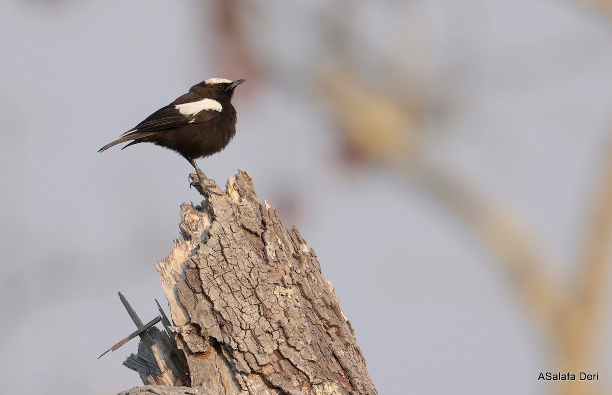 Arnot's Chat (Angola) - ML640044154