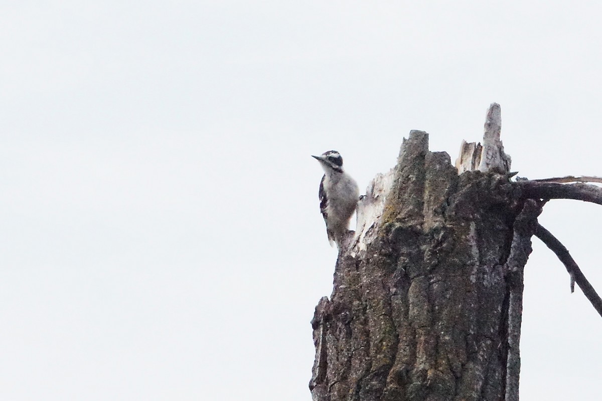 Downy Woodpecker - ML640044155