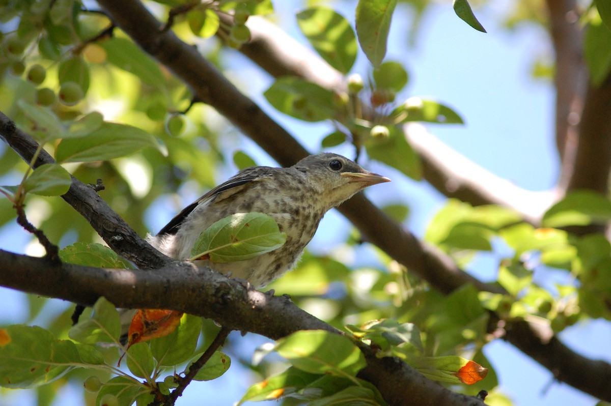 Northern Mockingbird - ML640044180