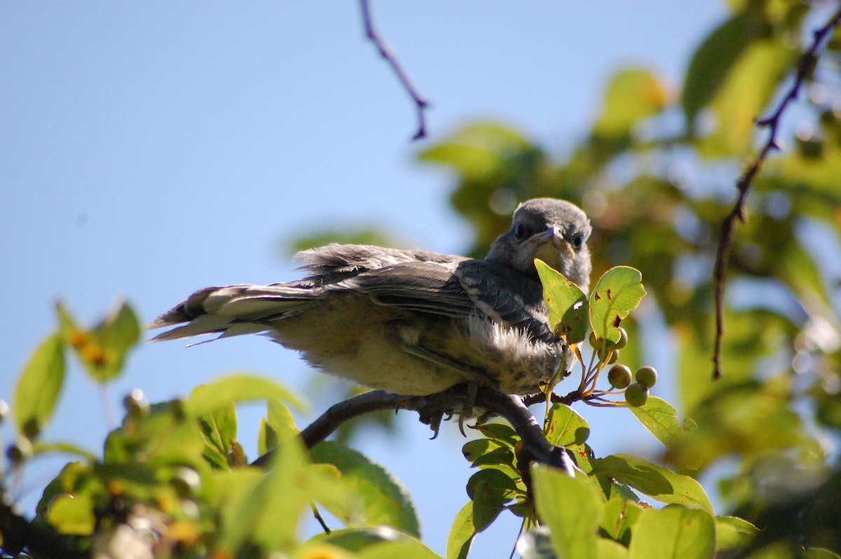 Northern Mockingbird - ML640044181