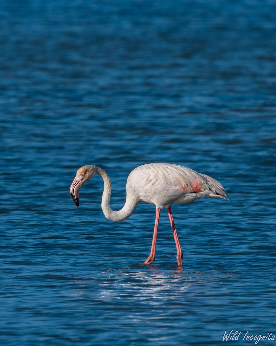 Greater Flamingo - ML640044204