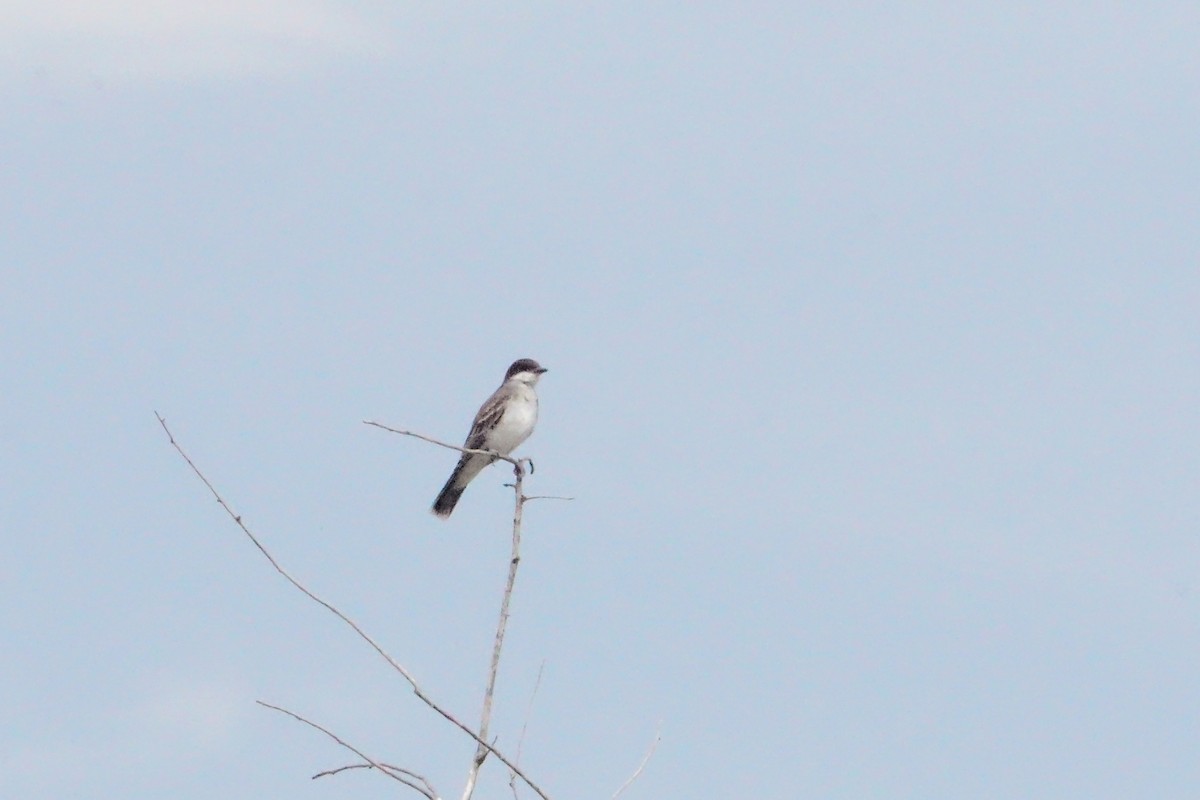 Eastern Kingbird - ML640044209