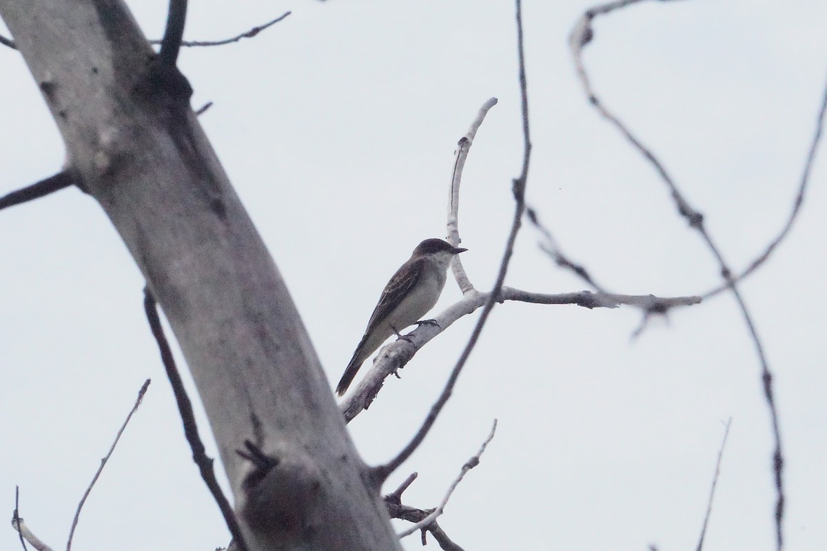 Eastern Kingbird - ML640044211